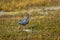 Western swamphen or Purple Moorhen or Porphyrio porphyrio bird closeup or portrait in winter season evening light at wetland of