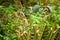 Western Sword Fern fiddleheads in North Vancouver
