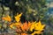 Western sycamore Platanus racemosa tree leaves