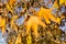 Western sycamore Platanus racemosa tree leaves in winter, California
