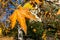 Western sycamore Platanus racemosa tree leaves in winter, California