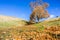 Western Sycamore tree on the hills of Sunol Regional Wilderness, San Francisco bay area, California