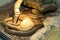 Western Taipan - World\'s most venomous snake