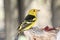 Western Tanager