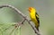 Western Tanager