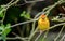 Western Tanager bird