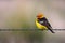 Western Tanager, Montana