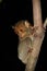 Western Tarsier