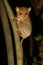 Western Tarsier of Borneo