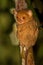 Western Tarsier (Cephalopachus bancanus)