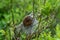 Western tent caterpillar, a species of Lappet Moths, in a silk cocoon