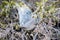 Western tent caterpillars Malacosoma californicum in Death Valley National Park, California