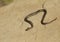 Western Terrestrial Garter Snake on rock in eastern Oregon