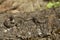 Western Terrestrial Garter Snake on rock in eastern Oregon