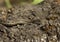 Western Terrestrial Garter Snake on rock in eastern Oregon