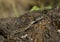 Western Terrestrial Garter Snake on rock in eastern Oregon