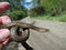 Western Terrestrial Garter Snake - Thamnophis elegans