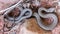 Western Terrestrial Garter Snake - Thamnophis elegans