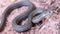 Western Terrestrial Garter Snake - Thamnophis elegans