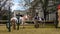 Western themed Christmas display with two longhorn steers in the yard of a home in Dallas, Texas