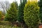 Western thuja