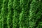 Western thuja emerald green hedge background texture