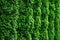 Western thuja emerald green hedge background texture