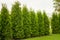 Western thuja emerald green hedge, evergreen trees planted abreast make dense natural wall. Landscape design concept