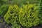 Western thuja Thuja occidentalis Stolwijk bushes with yellow needles on top of branches