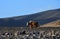 Western Tibet. Brown Yak on the shore of the sacred lake  Teri Tashi Namtso in the evening