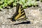 Western Tiger Swallowtail