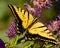 Western Tiger Swallowtail Butterfly on Colorado Purple Wildflowers, Montrose Botanic Gardens, Colorado