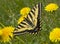 Western Tiger Swallowtail Butterfly dandelion wildflowers