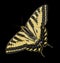 Western Tiger Swallowtail Butterfly isolated black