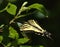 A western tiger swallowtail butterfly, Papilio rutulus, alights on a leaf