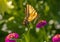 Western Tiger Swallowtail Butterfly on Red Zinnia Wildflowers, Montrose Botanic Gardens, Colorado