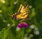 Western Tiger Swallowtail Butterfly Seeking Nectar on Purple Zinnia Wildflowers, Montrose Botanic Gardens, Colorado #2