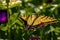 Western Tiger Swallowtail Butterfly Seeking Nectar on Purple Zinnia Wildflowers, Montrose Botanic Gardens, Colorado #3