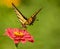 Western Tiger Swallowtail Butterfly Seeking Nectar on Red Zinnia Wildflowers, Montrose Botanic Gardens, Colorado #3
