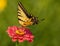 Western Tiger Swallowtail Butterfly Seeking Nectar on Red Zinnia Wildflowers, Montrose Botanic Gardens, Colorado #4
