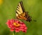 Western Tiger Swallowtail Butterfly Seeking Nectar on Red Zinnia Wildflowers, Montrose Botanic Gardens, Colorado #5