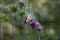 Western Tiger Swallowtail Nectaring on a Dark Purple Utah Thistle