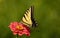 Western Tiger Swallowtail, Papilio rutulus, on Zinnia Flower at Montrose Botanic Gardens, Colorado