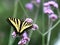 Western Tiger Swallowtail on Tall Verbena