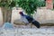 Western Tragopan Bird