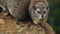 Western Tree Hyrax Sitting On The Rock In Sosian Wildlife, Kenya - Clo