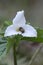 Western Trillium and bee Trillium ovatum, Cowichan Valley, Vancouver Island, British Columbia