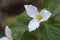 Western Trillium Trillium ovatum, Cowichan Valley, Vancouver Island, British Columbia