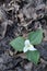 Western Trillium Trillium ovatum, Cowichan Valley, Vancouver Island, British Columbia