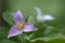 Western Trillium Trillium ovatum, Cowichan Valley, Vancouver Island, British Columbia